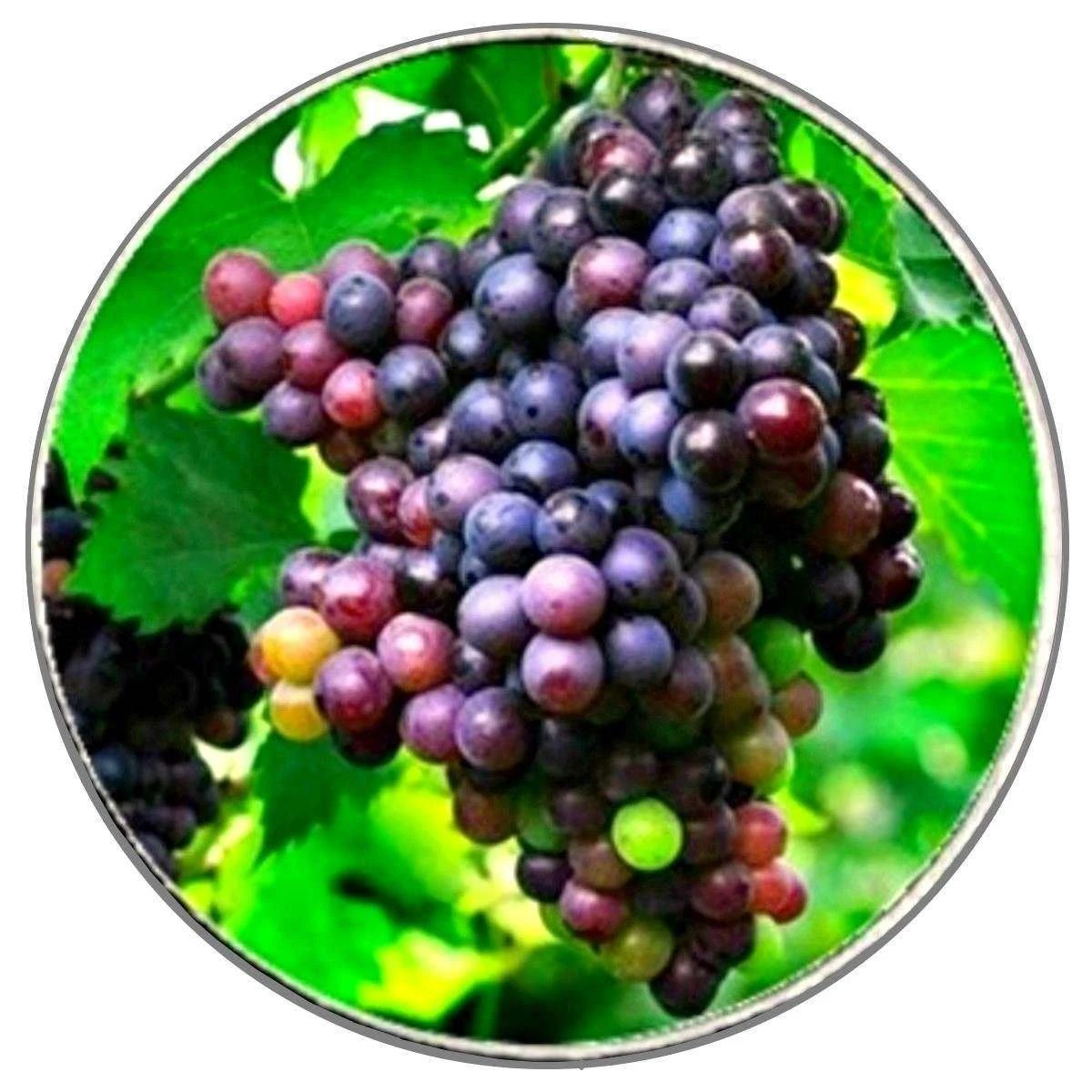 Bassin And Brown Bunch Of Grapes Key Ring - Green/Wine/Blue - Image 3